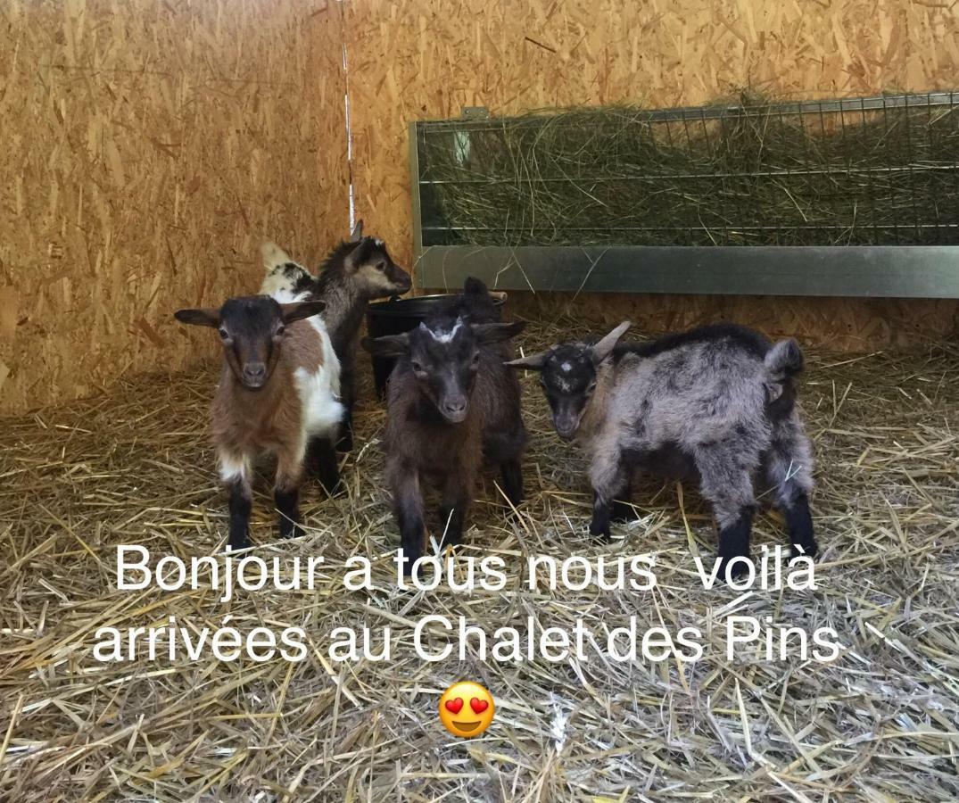 Le Chalet Des Pins Hotel Rougeou Bagian luar foto